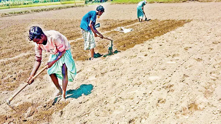 ভাগ্য বদলাতে আগাম আলু চাষ