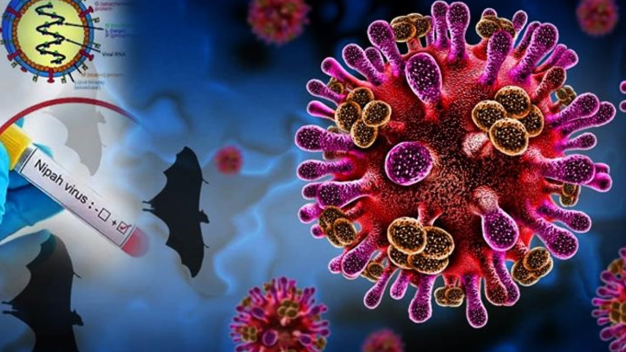 বাংলাদেশে নিপাহ ভাইরাসে মৃত্যুর খবর নিশ্চিত করল ডব্লিউএইচও
