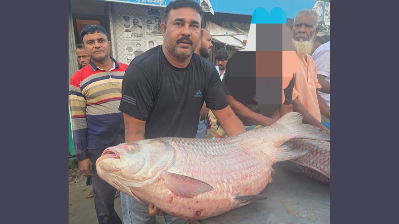 পদ্মার এক কাতল বিক্রি হলো ৭৩ হাজার ৫০০ টাকায়