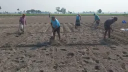 লোকসানের বোঝা মাথায় নিয়ে আগাম আলু চাষে ব্যস্ত কৃষক