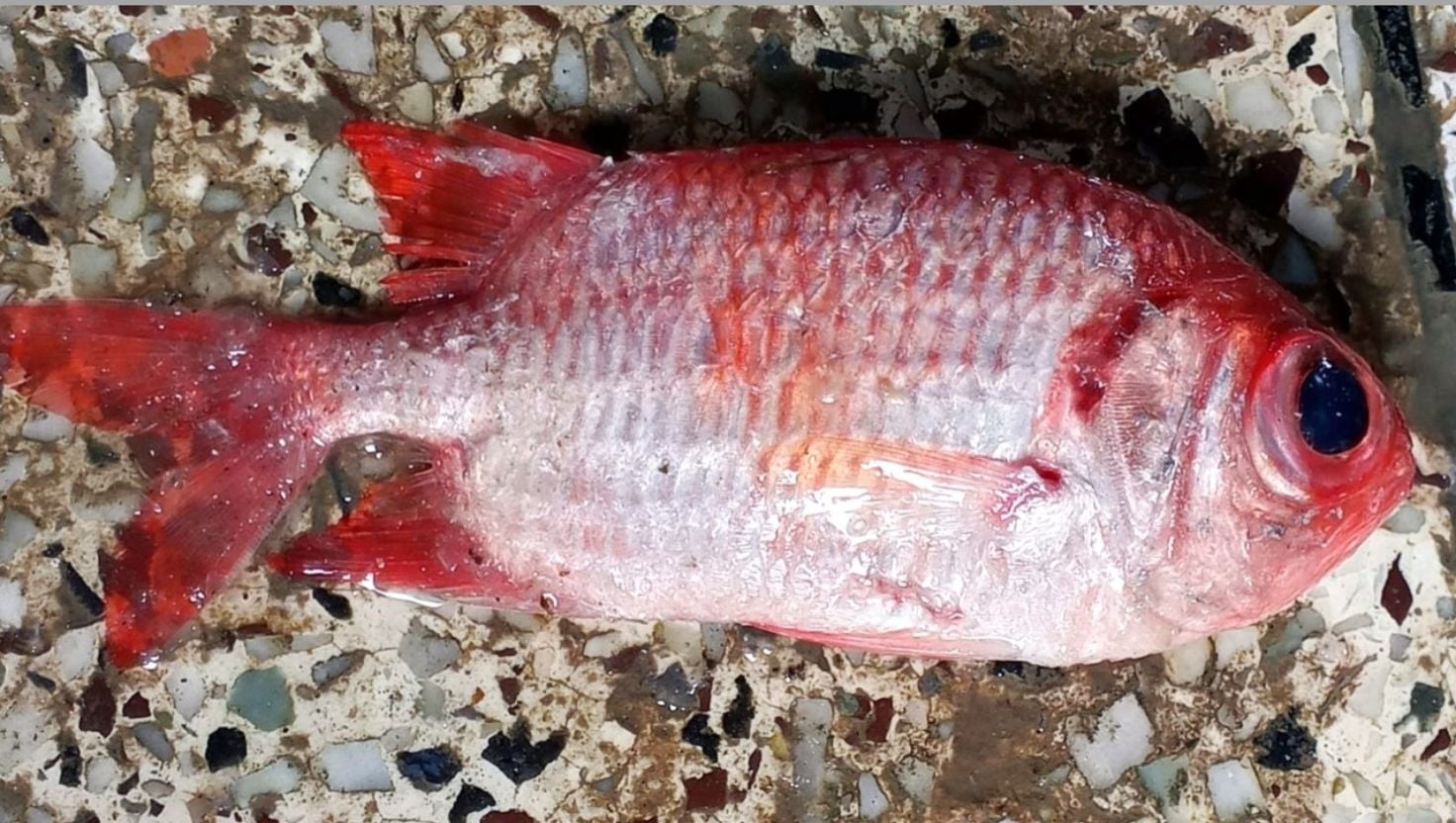 কুয়াকাটায় জেলের জালে ধরা পড়ল বিরল ‘সোলজারফিশ’