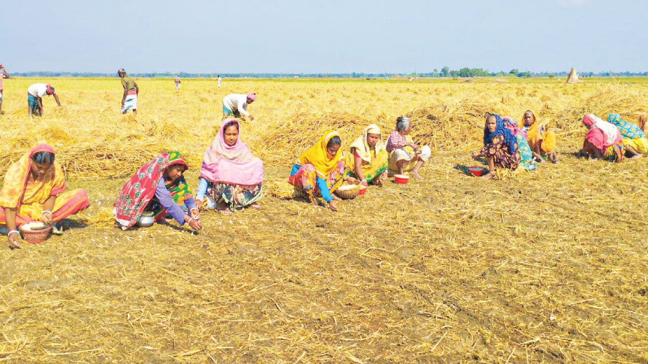 চাটমোহরে বিনাচাষে রসুন আবাদে ঝুঁকছেন কৃষক