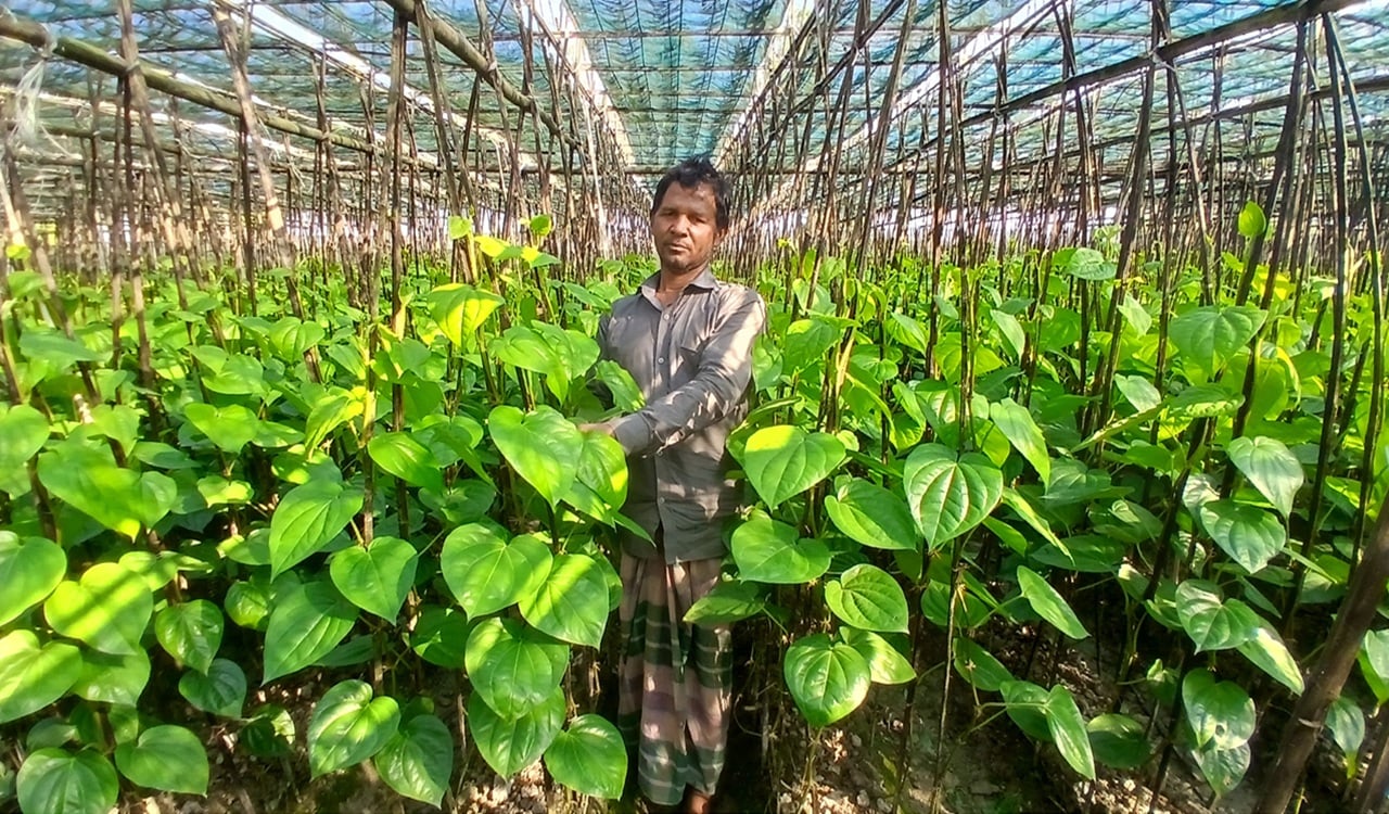 তামাক ছেড়ে পান চাষে ভাগ্য ফিরলো কৃষকদের