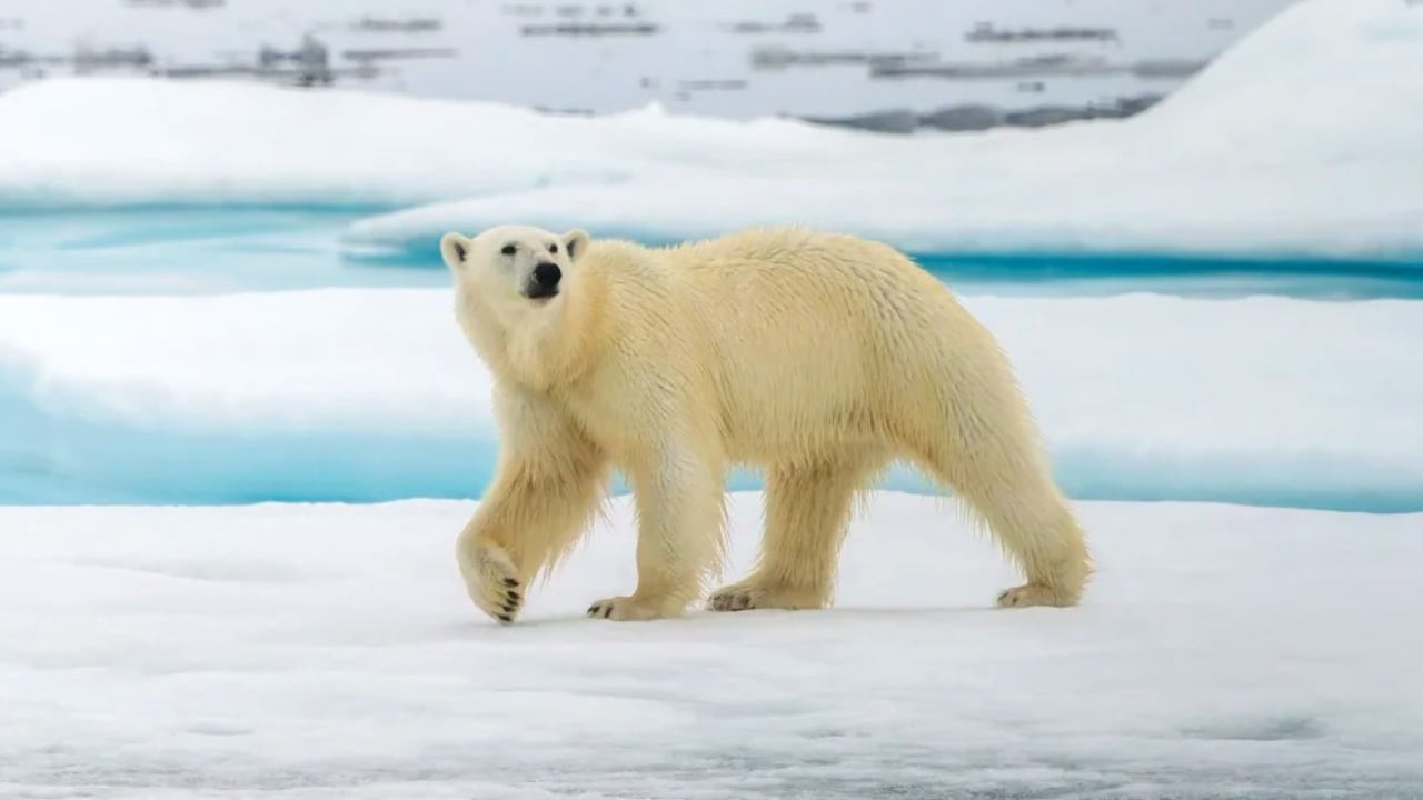 কী কারণে ডিএনএ বদলাচ্ছে মেরু ভালুক