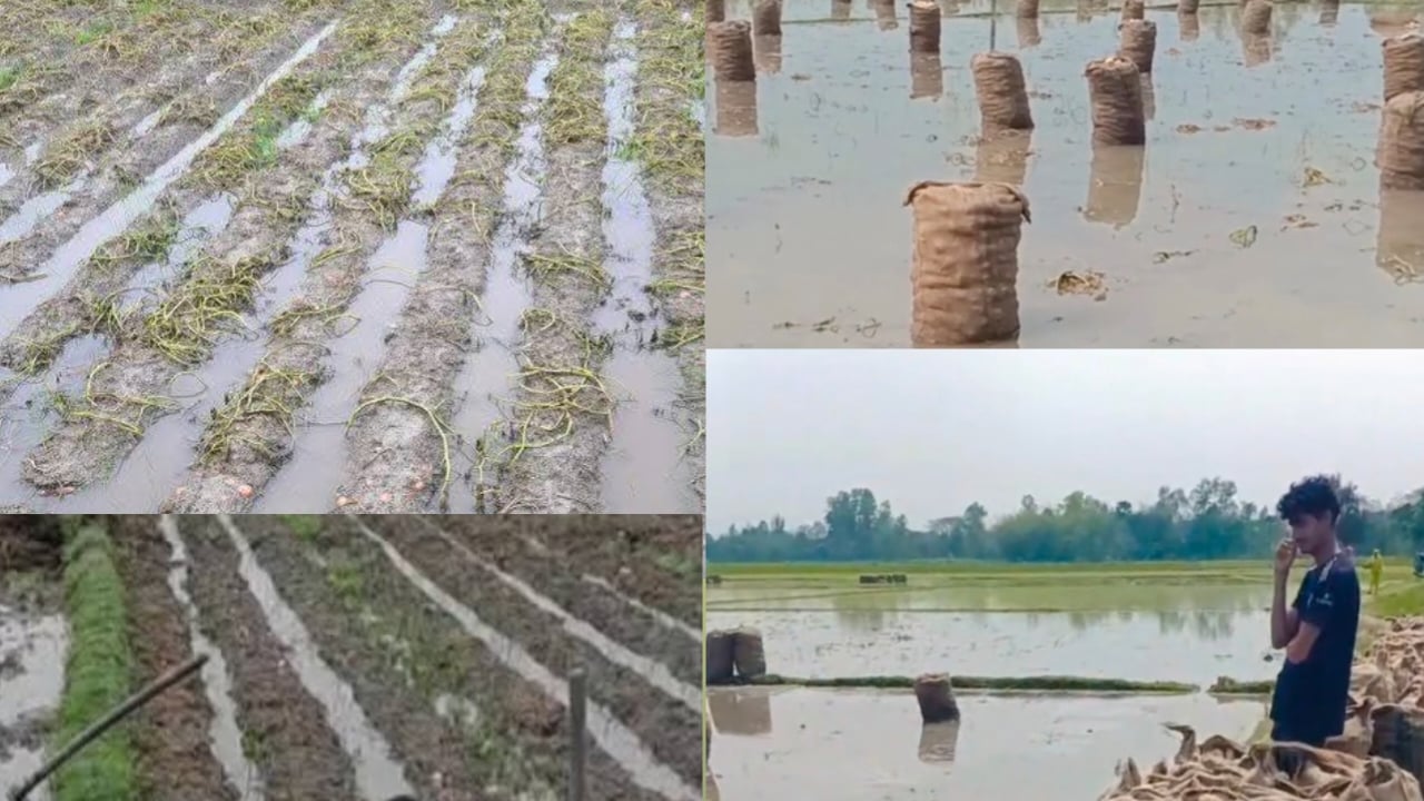 হামার কপালত আল্লায় কি থুইছে ভাই