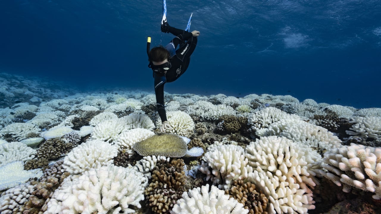 তিন বছরের তাপপ্রবাহে বিবর্ণ বিশ্বের অর্ধেক প্রবাল