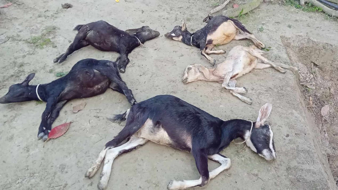 ভুল চিকিৎসায় ৮ ছাগলের মৃত্যু