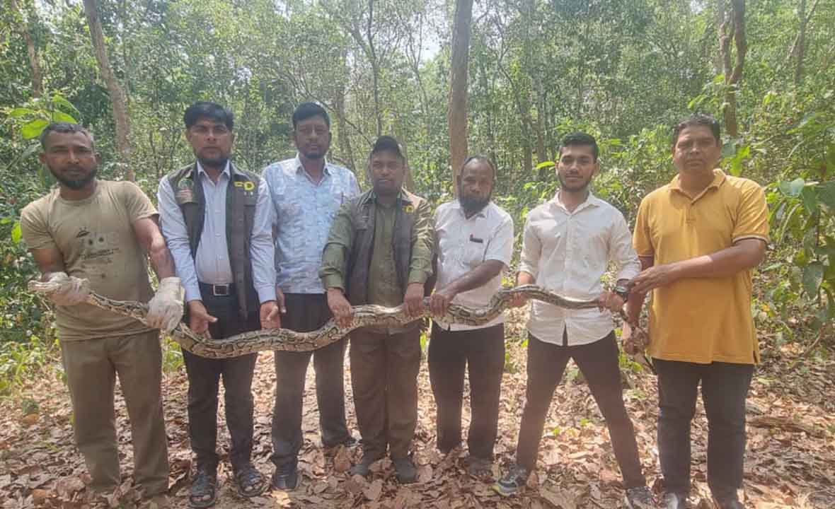 কাপ্তাই ন্যাশনাল পার্কে ১০ ফুট লম্বা অজগর অবমুক্ত