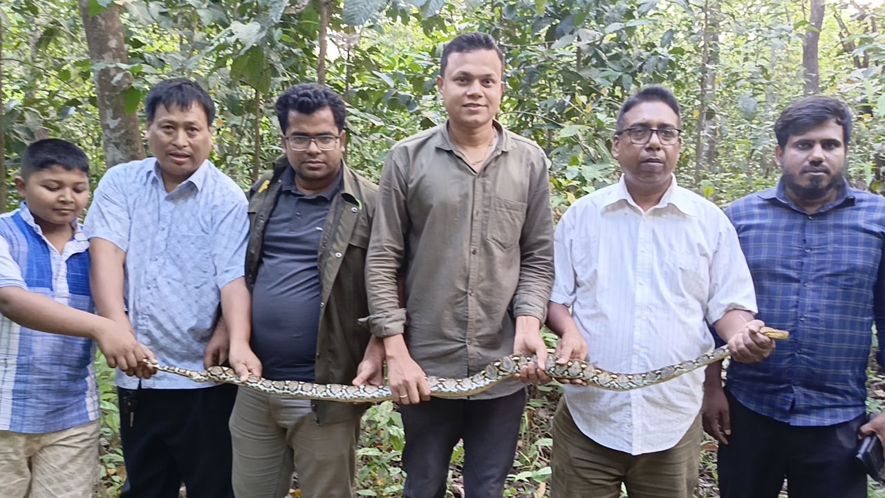 উদ্ধার হওয়া অজগর সাপ কাপ্তাই ন্যাশনাল পার্কে অবমুক্ত