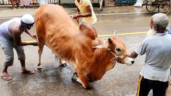 যাদের হাতে হয় সবার পশু জবাই, তাদেরই নেই কোরবানি