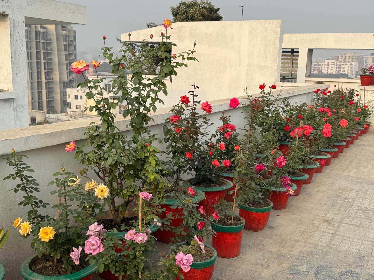 ROSE 2