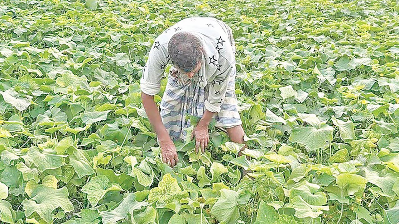 রায়পুরের চরাঞ্চলে খিরার বাম্পার ফলন