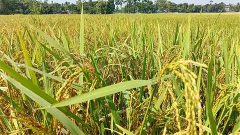 রাজশাহীর মাঠজুড়ে আমনের সোনালি শীষ, বাম্পার ফলনের আশা