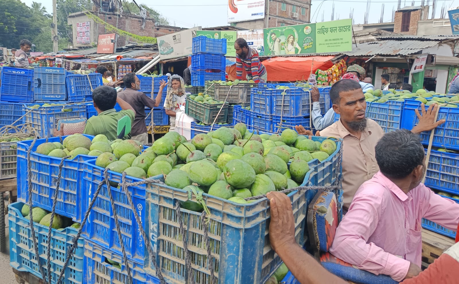রাজশাহীতে আম বিক্রিতে ‘কমিশন’ প্রথা চালু