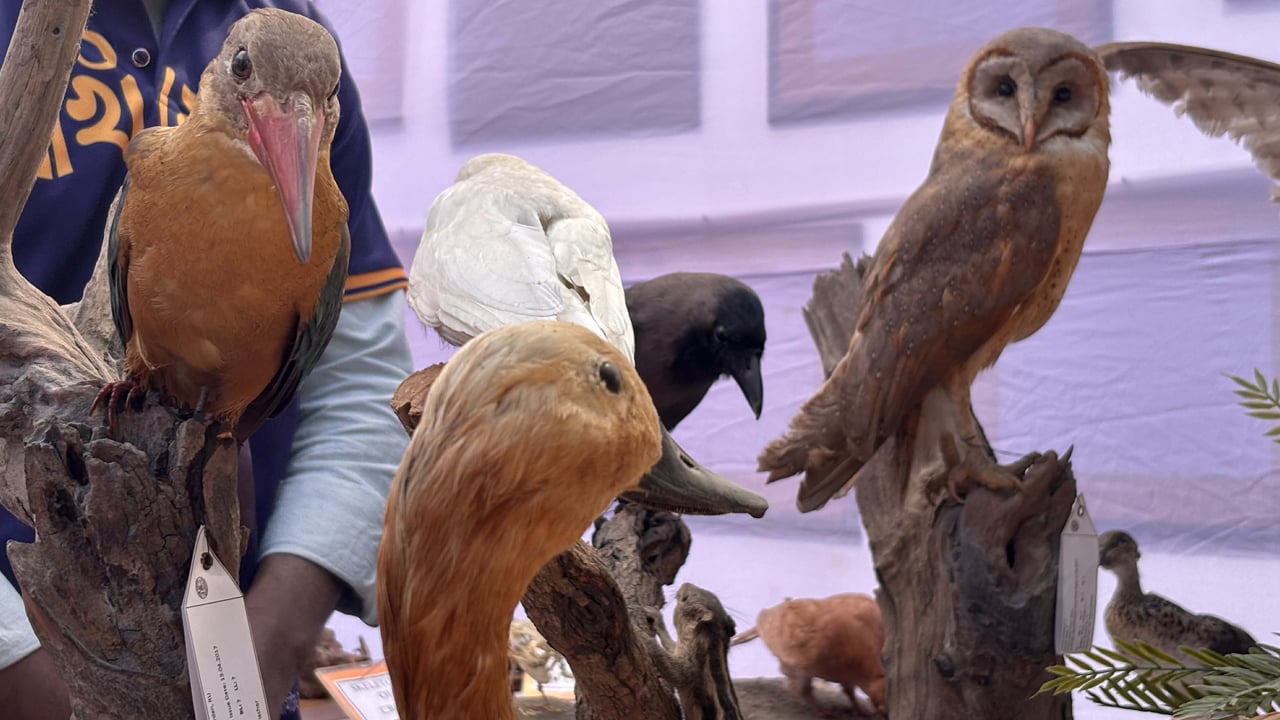 রাবিতে বসেছে পাখি মেলা, প্রাণহীন দেহে প্রাণের উপস্থিতি