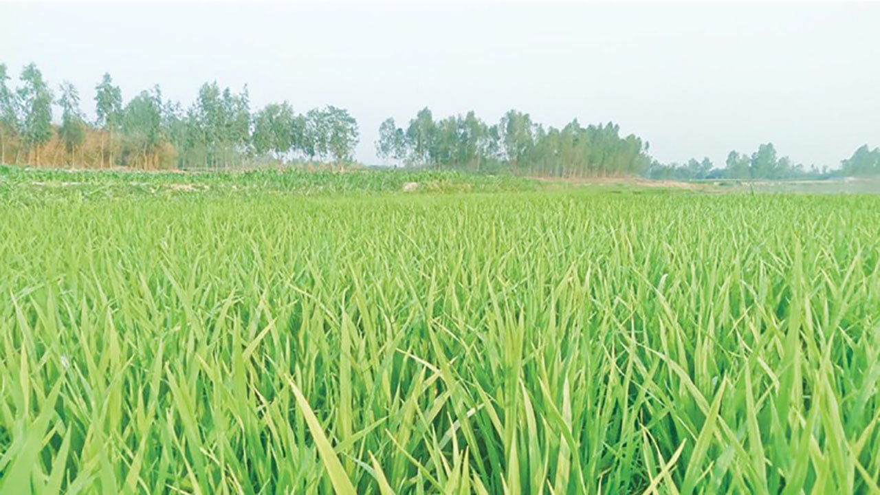 যমুনেশ্বরী নদী দখল করে প্রভাবশালীদের চাষাবাদ