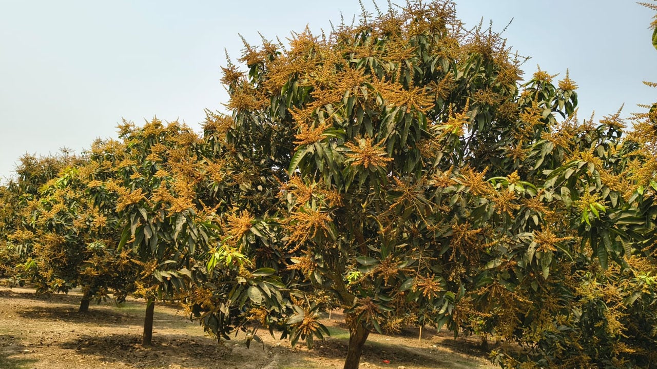 হাড়িভাঙ্গা আমে স্বপ্ন বুনছেন আম চাষিরা