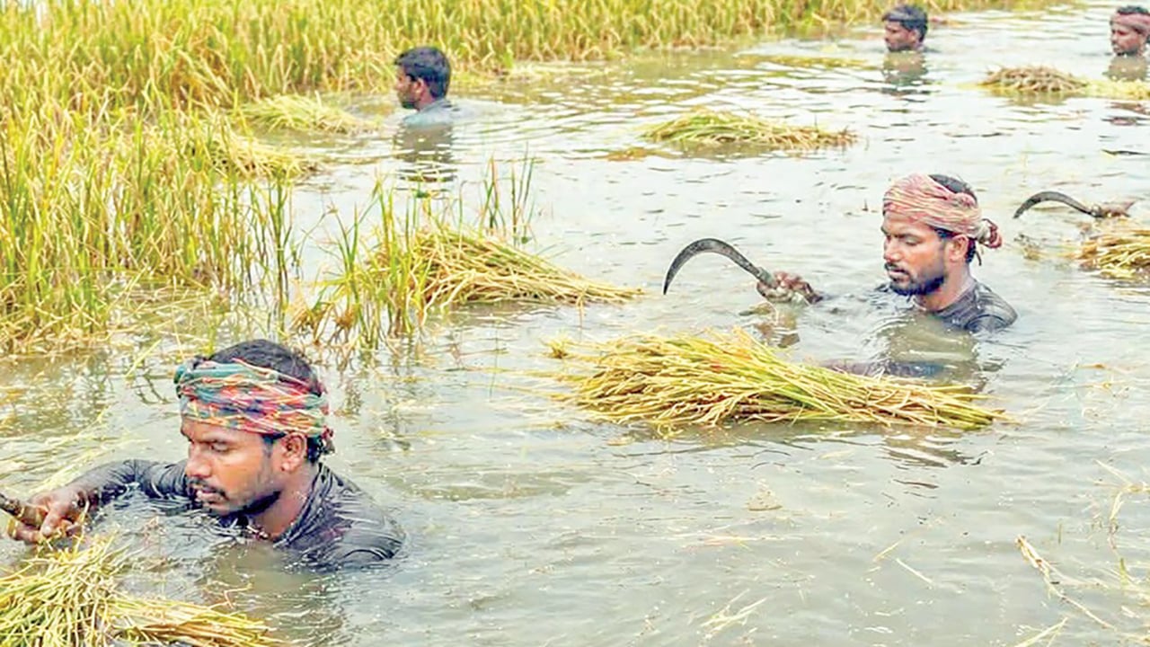 সারা দেশে তলিয়ে গেছে বোরো ধান ঋণ পরিশোধে দুশ্চিন্তায় চাষি