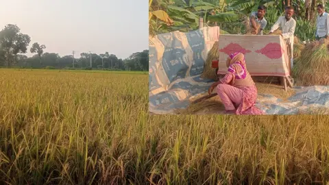 গফরগাঁওয়ে আগাম আমন ধান কাটা শুরু, কৃষকের মুখে হাসির ঝিলিক