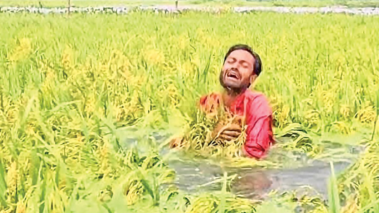 টানা বৃষ্টিতে বোরোর ব্যাপক ক্ষতি, কৃষকের মাথায় হাত