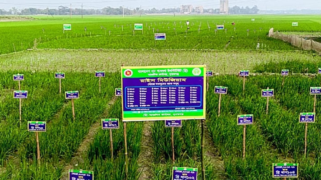 সুনামগঞ্জে হাওরে ব্যতিক্রমী ‘রাইস মিউজিয়াম’