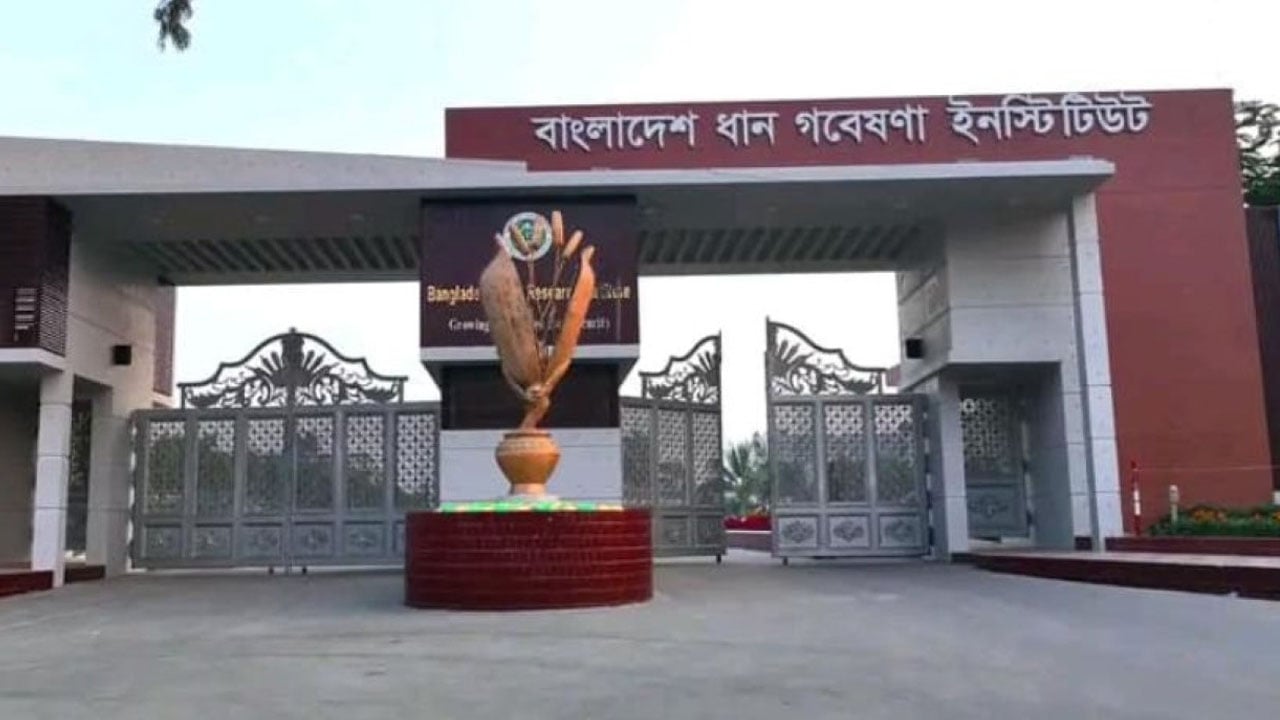 চাকরি দেবে ধান গবেষণা ইনস্টিটিউট