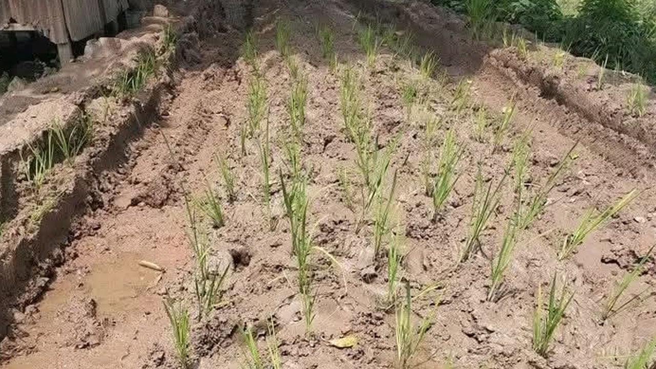 পাকা রাস্তার দাবিতে সড়কে ধানের চারা রোপণ করে প্রতিবাদ