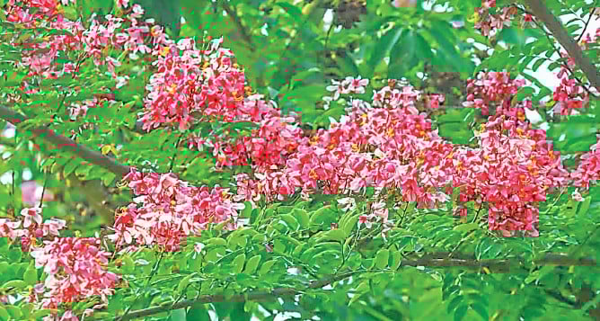 ফুলের সৌন্দর্যে নজরকাড়া ক্যাম্পাস