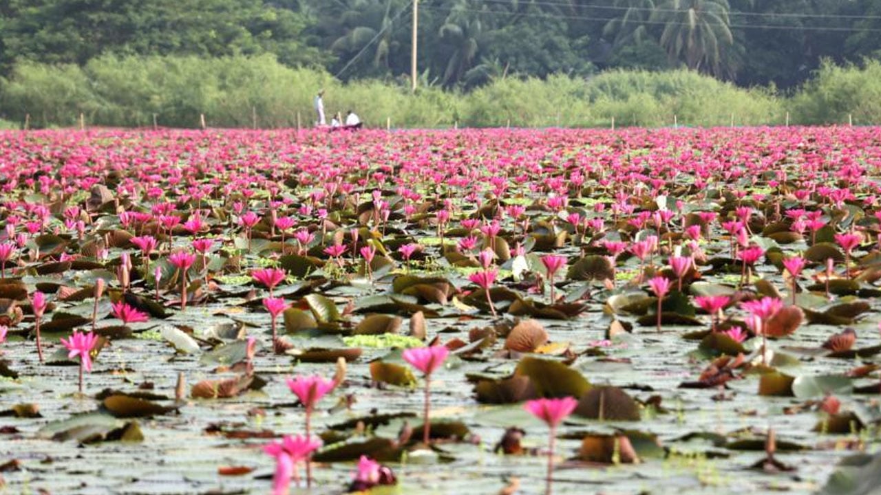 সাতলার লাল শাপলা বিলে নৌকা থেকে পড়ে পর্যটকের মৃত্যু