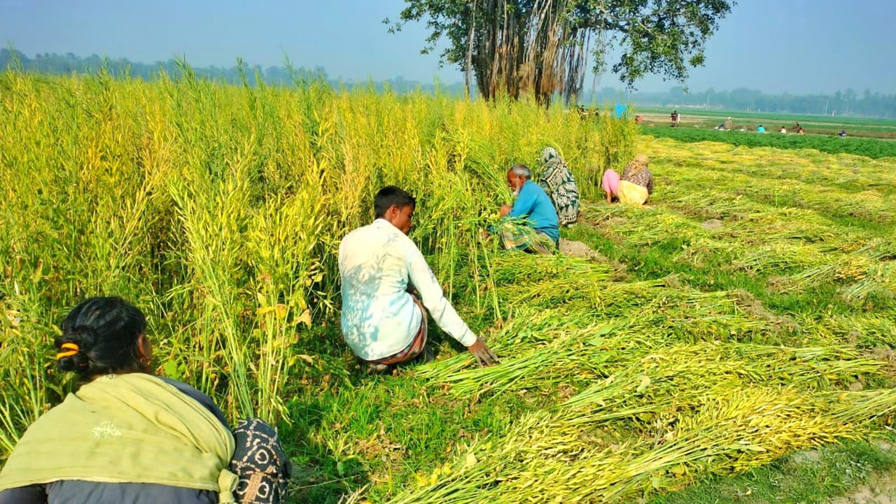 আগাম জাতের সরিষায় বাম্পার ফলন, মাড়াইয়ে ব্যস্ত কৃষক