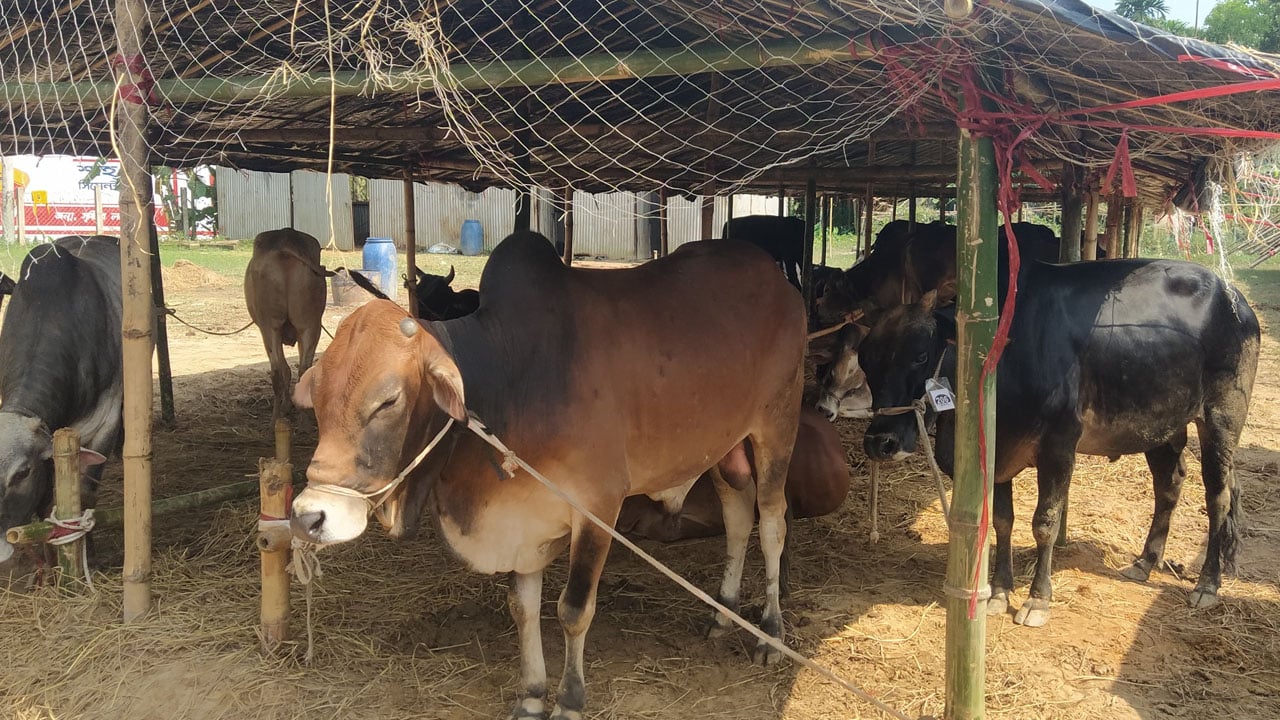 রোহিঙ্গাদের জন্য কোরবানি হবে ২ হাজার পশু, আনন্দে মুখর ক্যাম্প