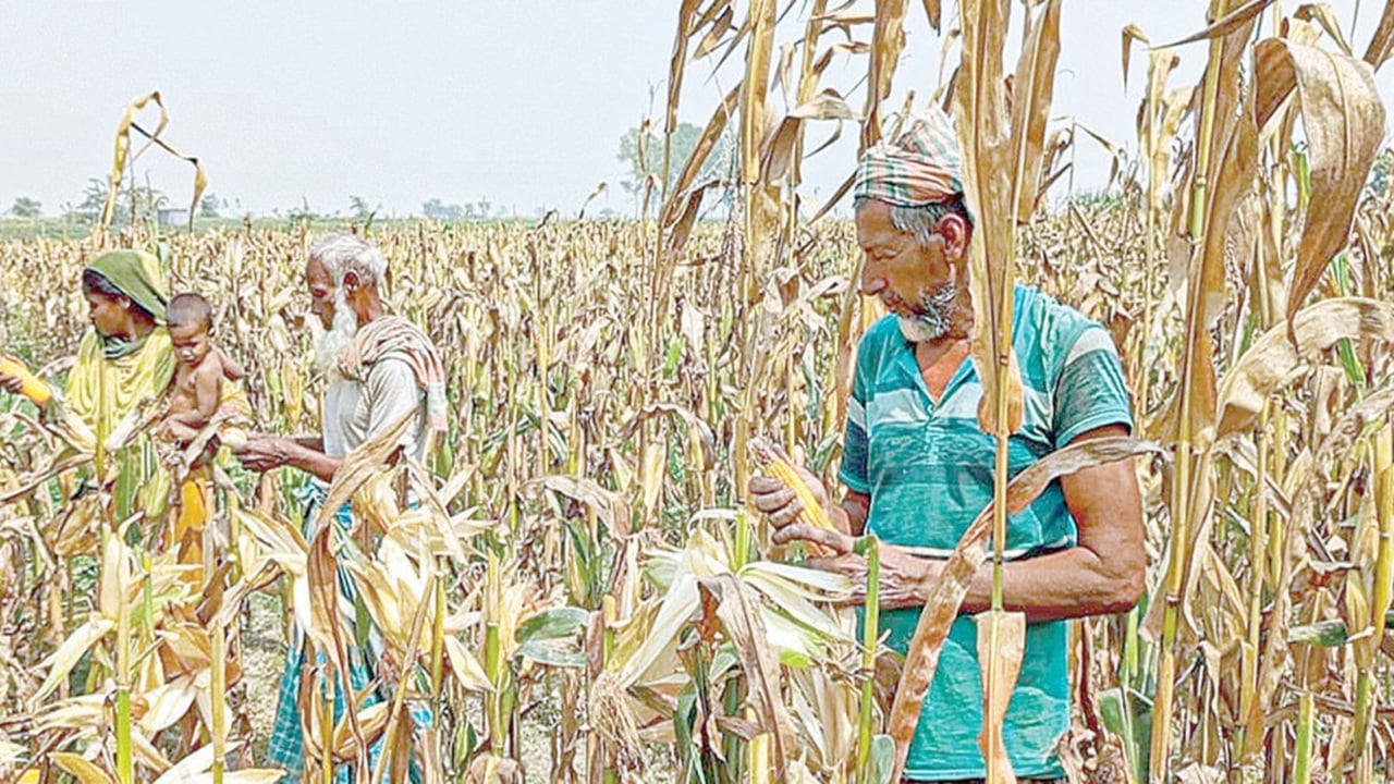 সারিয়াকান্দিতে ৩০৩ কোটি টাকার ভুট্টা উৎপাদন