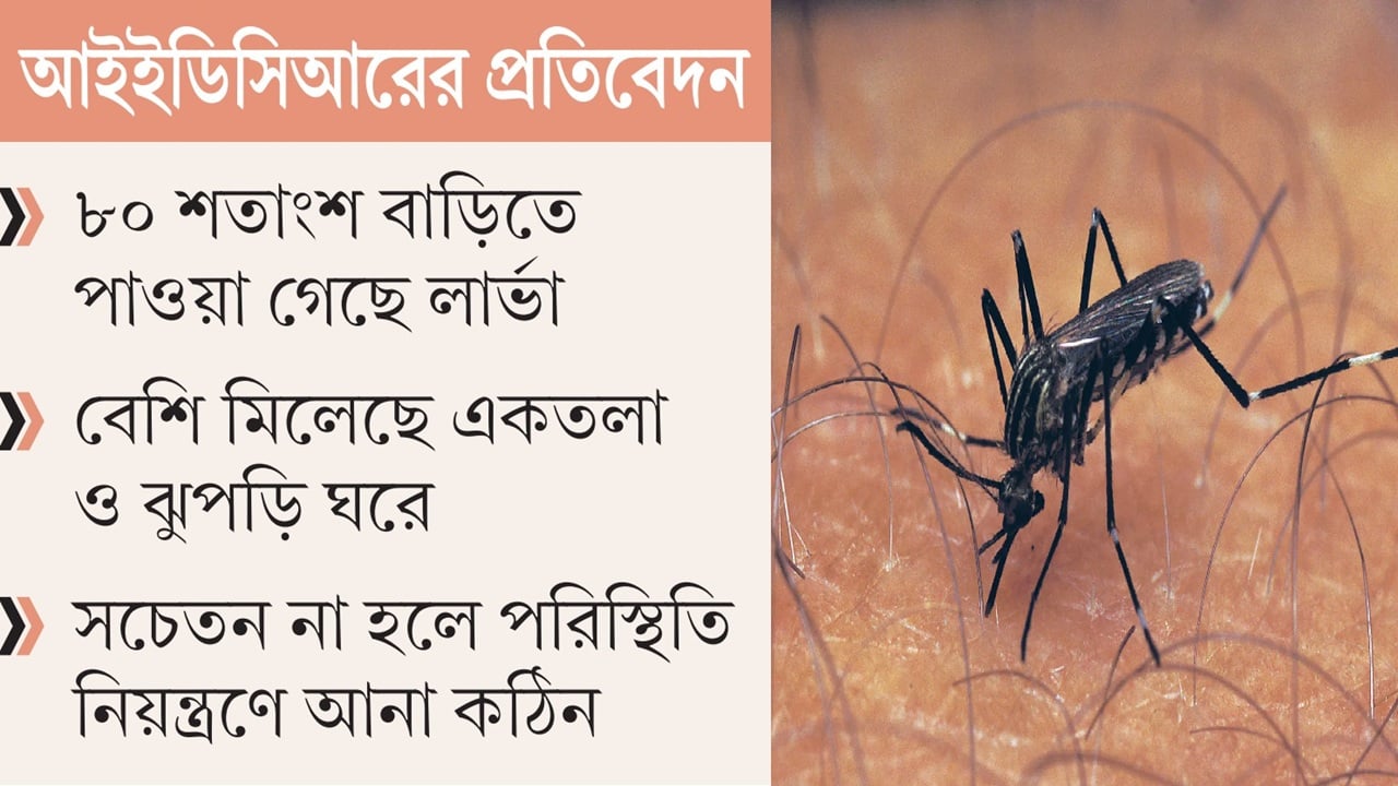 বরগুনার প্রতিটি বাড়ি যেন এডিস মশার প্রজননকেন্দ্র