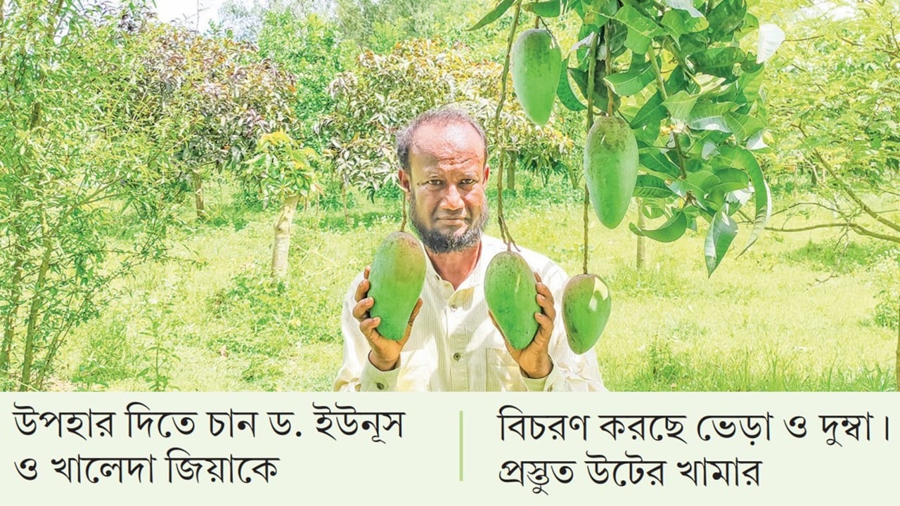 মোসলেমের বাগানে ফলছে ১০ কেজি ওজনের আম