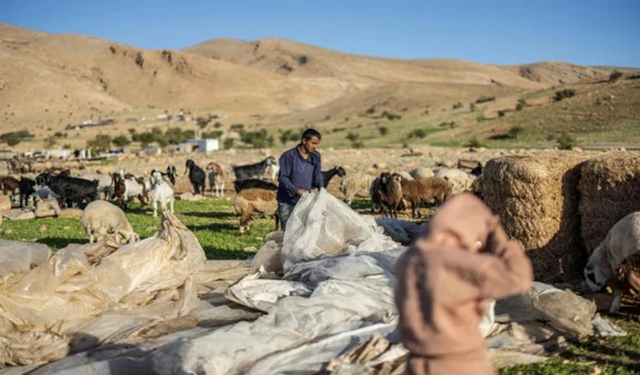 ইসরাইলি দখলদারদের সহিংসতায় পশ্চিম তীরে বাস্তুচ্যুত বেদুইনরা