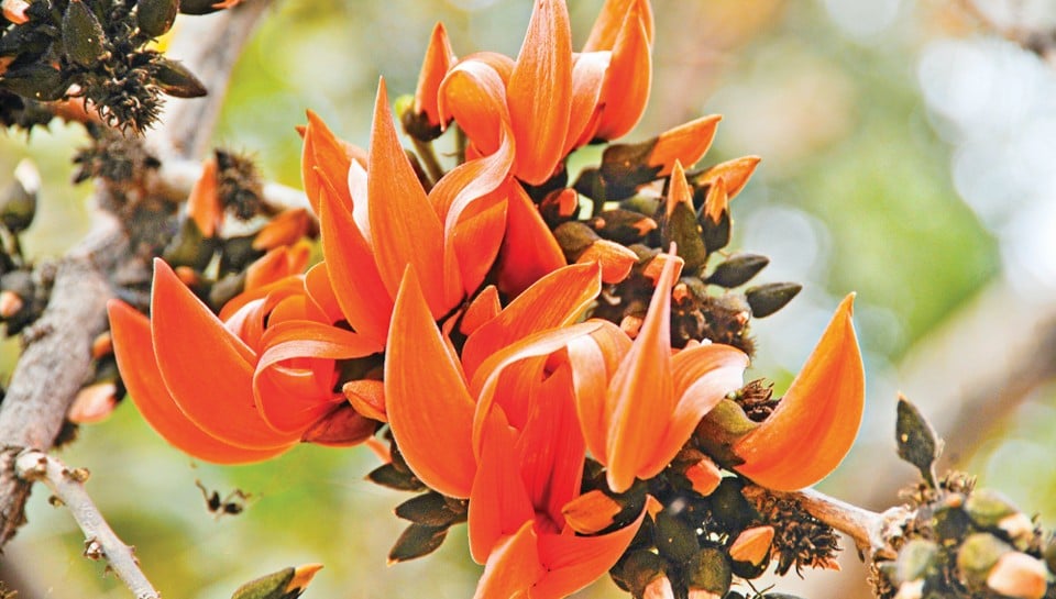 ঋতুরাজ বসন্তের প্রথম দিন আজ