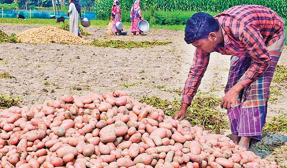 বকশীগঞ্জে আলুর বাজারে অস্থিরতা, লোকসানের আশঙ্কায় চাষিরা