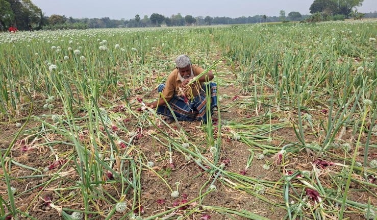 রাজবাড়িতে আবাদি পেঁয়াজ ক্ষেত নষ্ট করেছে দুর্বৃত্তরা, দিশাহারা কৃষক