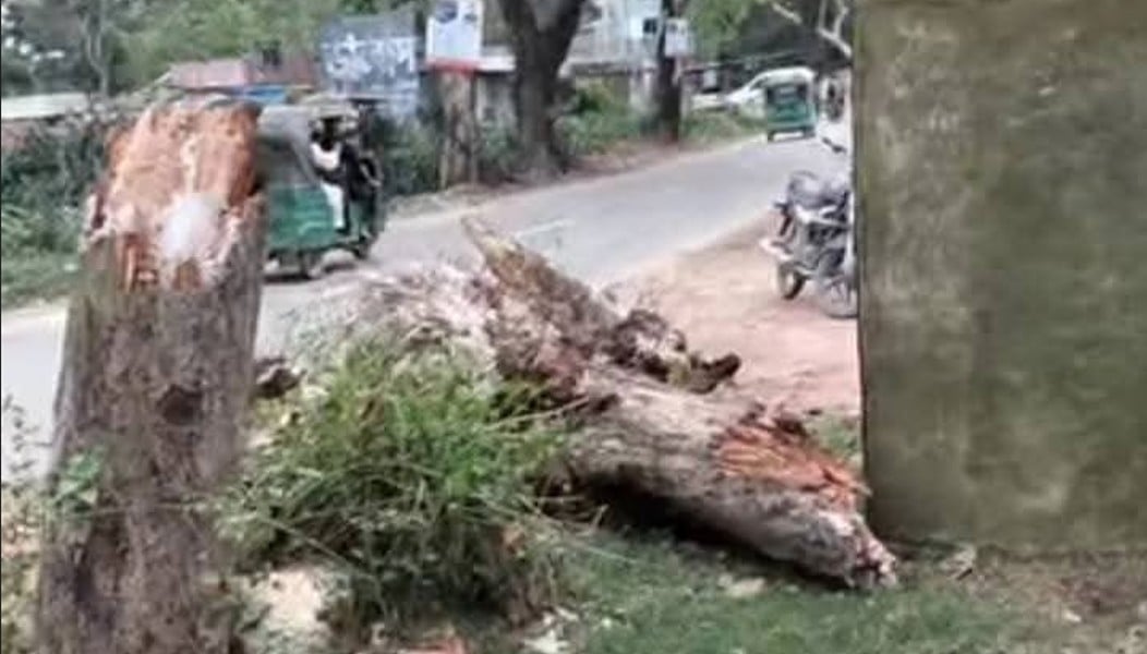 চলন্ত অটোরিকশার ওপর গাছ পড়ে এক নারীর মৃত্যু, আহত ২