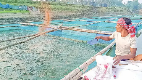 খাঁচায় মাছ চাষে ভাগ্য বদল