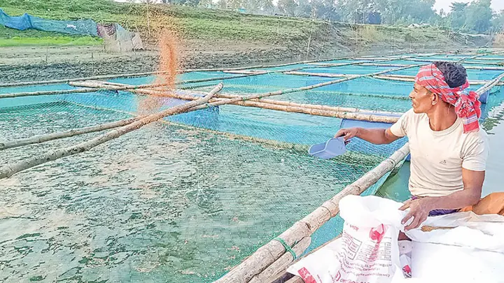 খাঁচায় মাছ চাষে ভাগ্য বদল