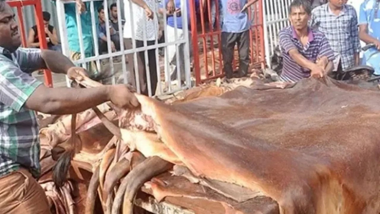 কোরবানির চামড়া: জাতীয় সম্পদ রক্ষায় আমাদের করণীয়