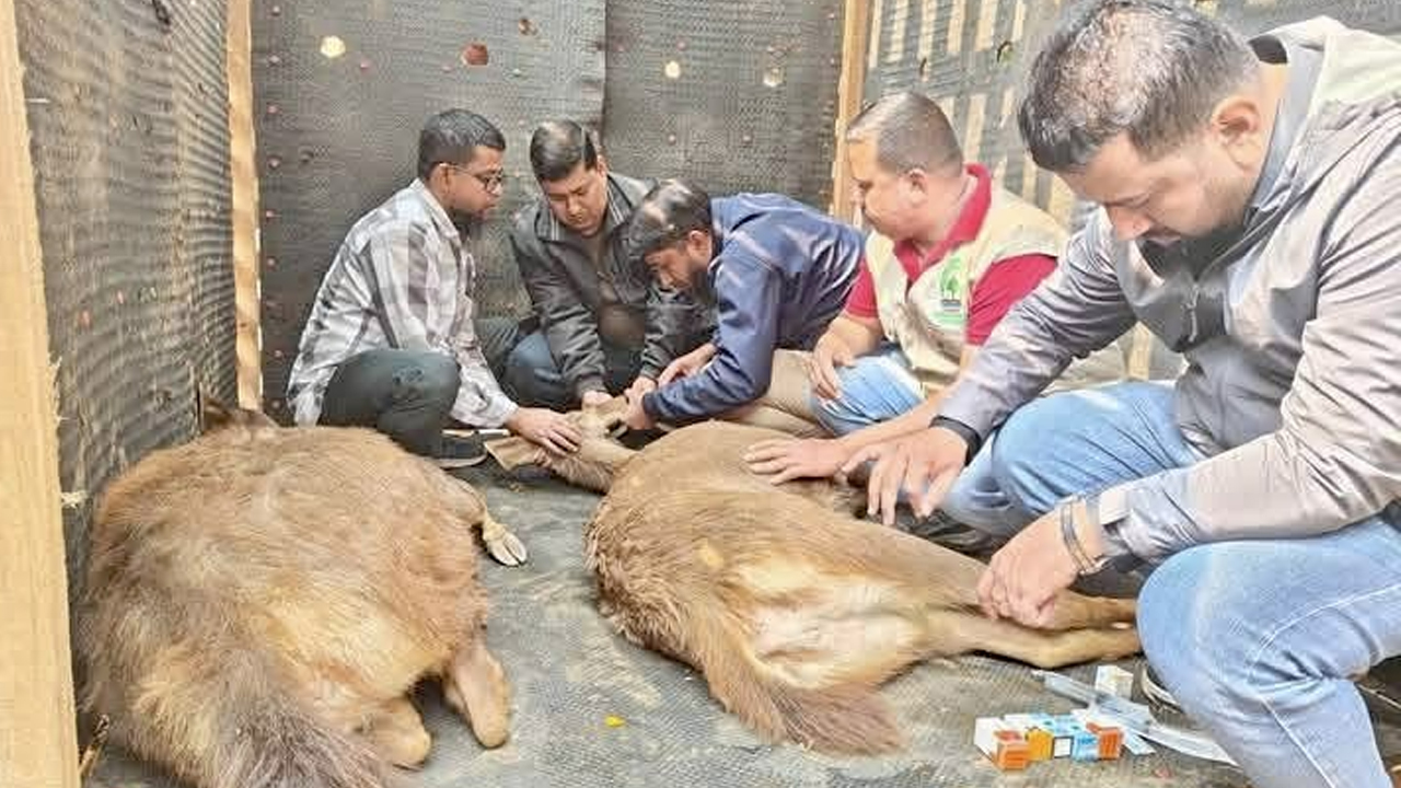 স্বপ্নপুরীর ৫ ভালুক গাজীপুর সাফারি পার্কে