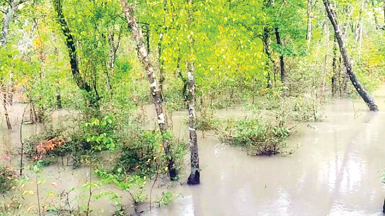 পর্যটকদের জন্য প্রস্তুত সুন্দরবনের ১১ স্পট