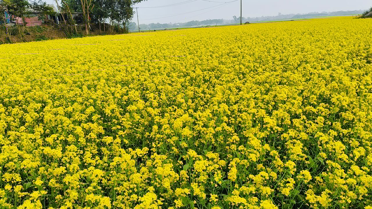 তিতাসে লক্ষ্যমাত্রা ছাড়িয়ে সরিষা আবাদ
