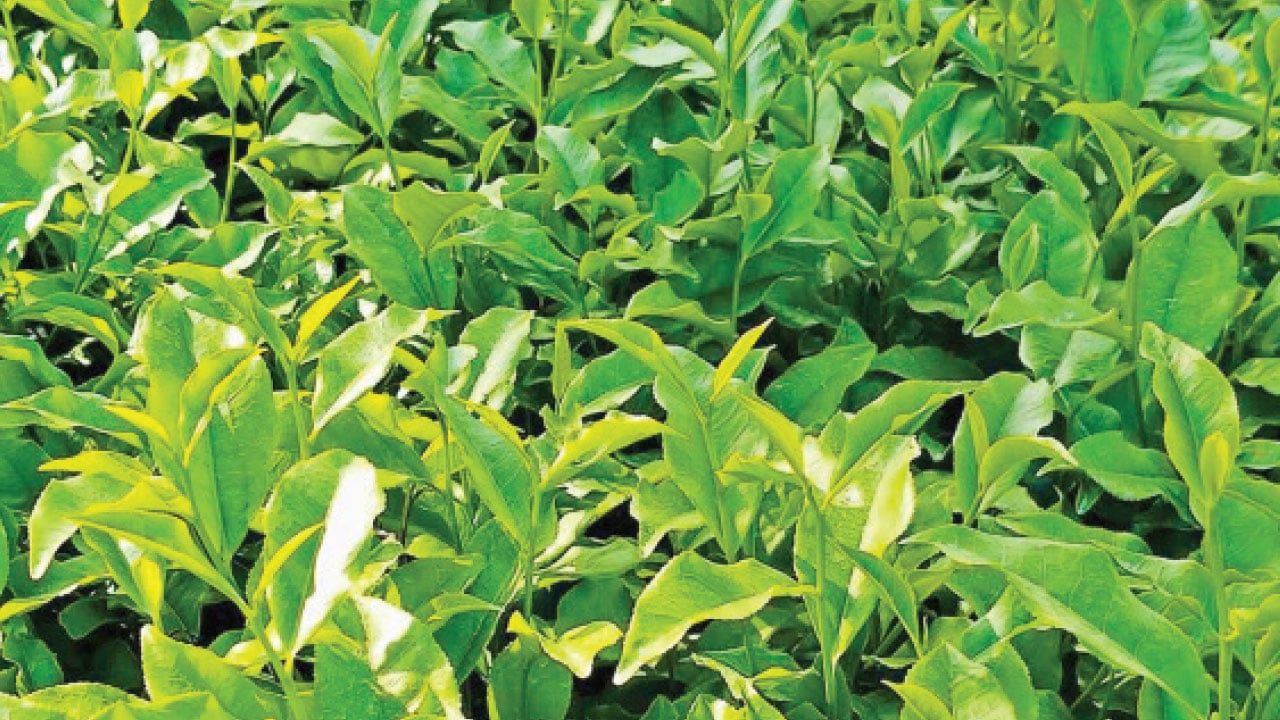 সার সংকট ও মড়কে বিপাকে চা-চাষিরা