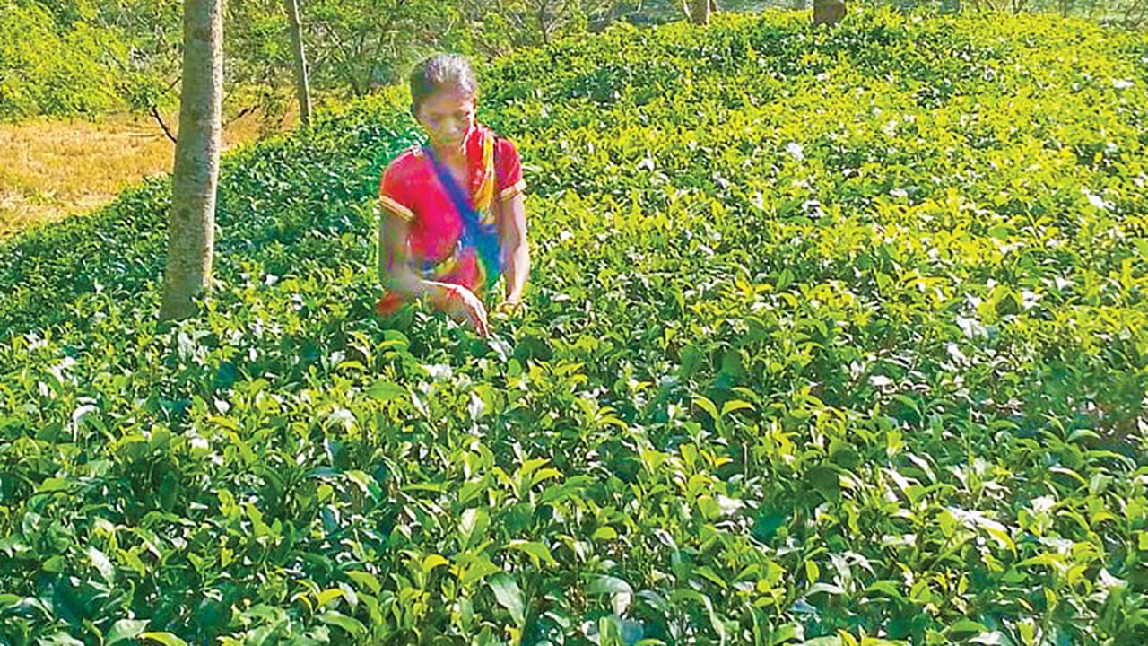 দীর্ঘদিনেও ভাগ্যের পরিবর্তন হচ্ছে না নারী চা শ্রমিকদের