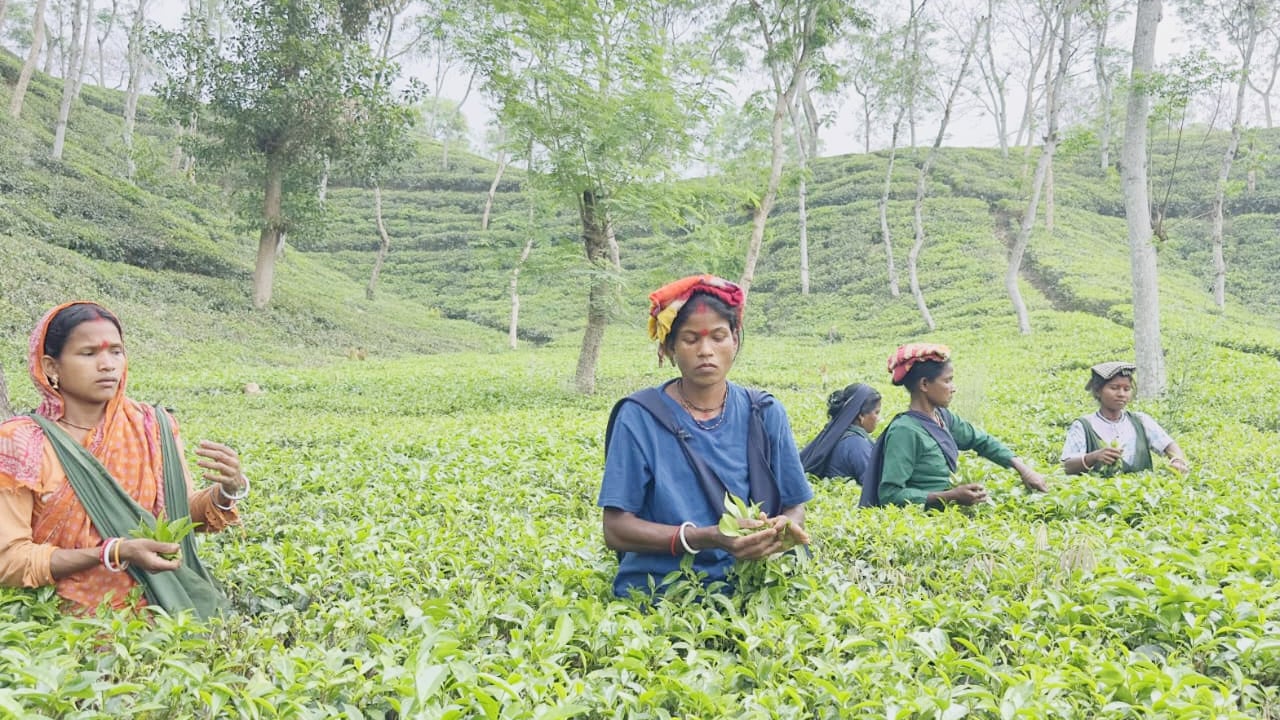চা-শ্রমিকদের প্রভিডেন্ট ফান্ডে শতকোটি টাকা বকেয়া