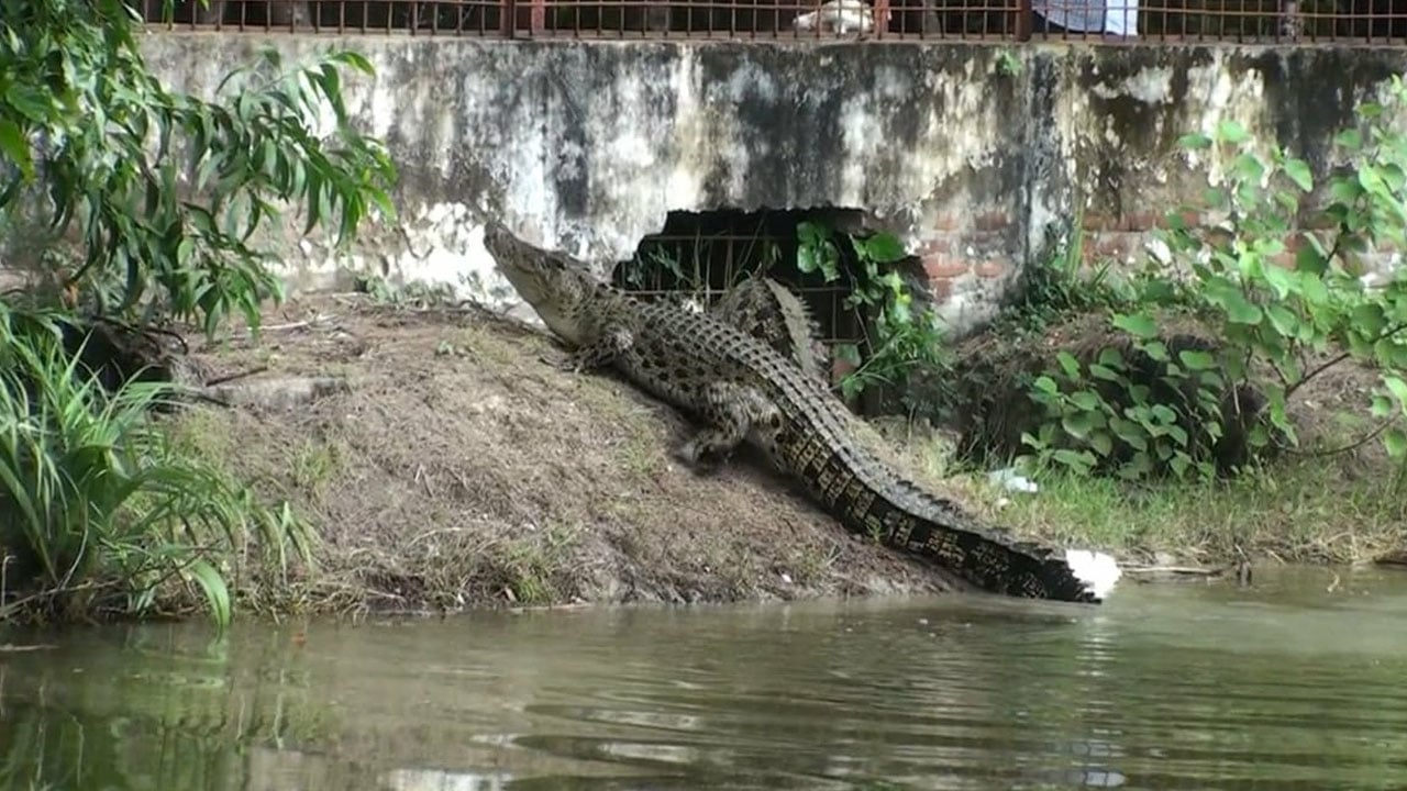 টেংরাগিরি কুমির প্রজনন কেন্দ্রে শতাধিক শাবকের মৃত্যু
