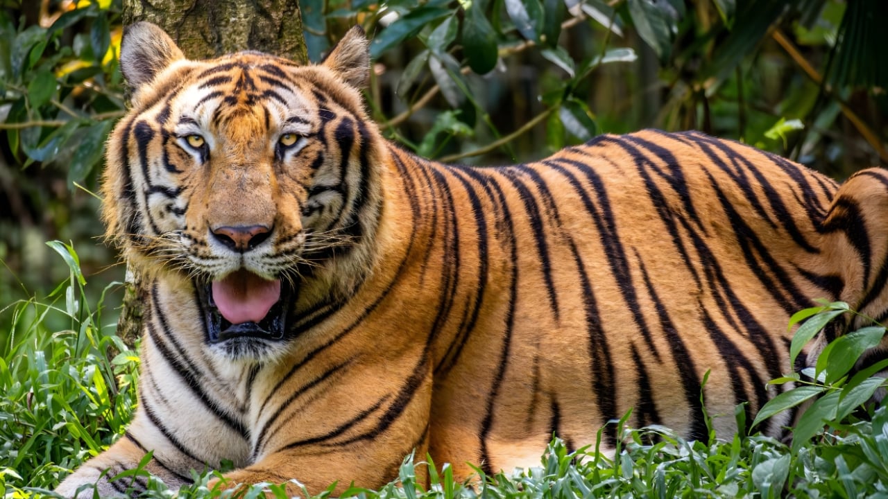থাইল্যান্ডে চিড়িয়াখানায় ভাইরাস সংক্রমণে মারা গেছে ৭২ বাঘ
